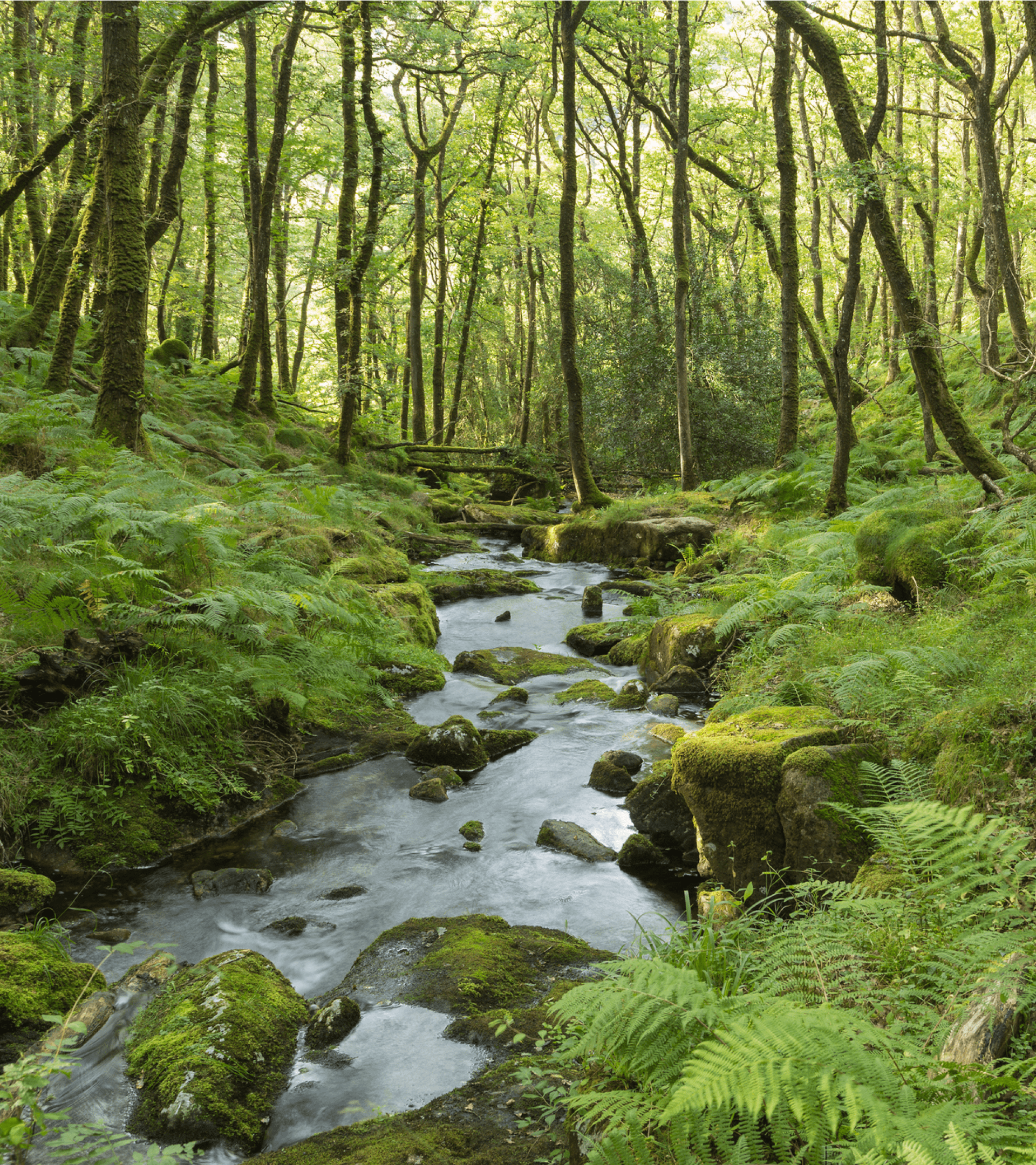 An image of a beautiful stream in the forest on Dartmoor National Park, Devon, England, UK. A slow shutter speed was used to create the milky effect of the water.