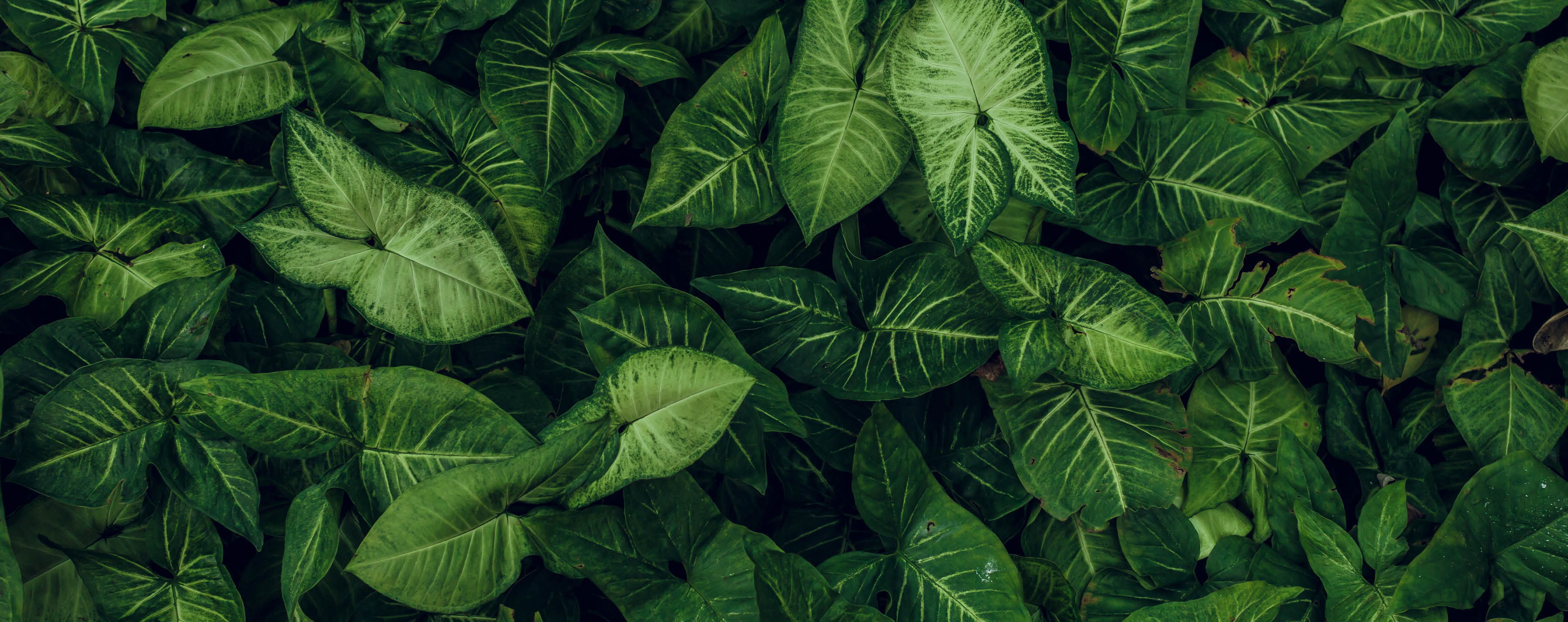 Green leaf texture. Leaf texture background