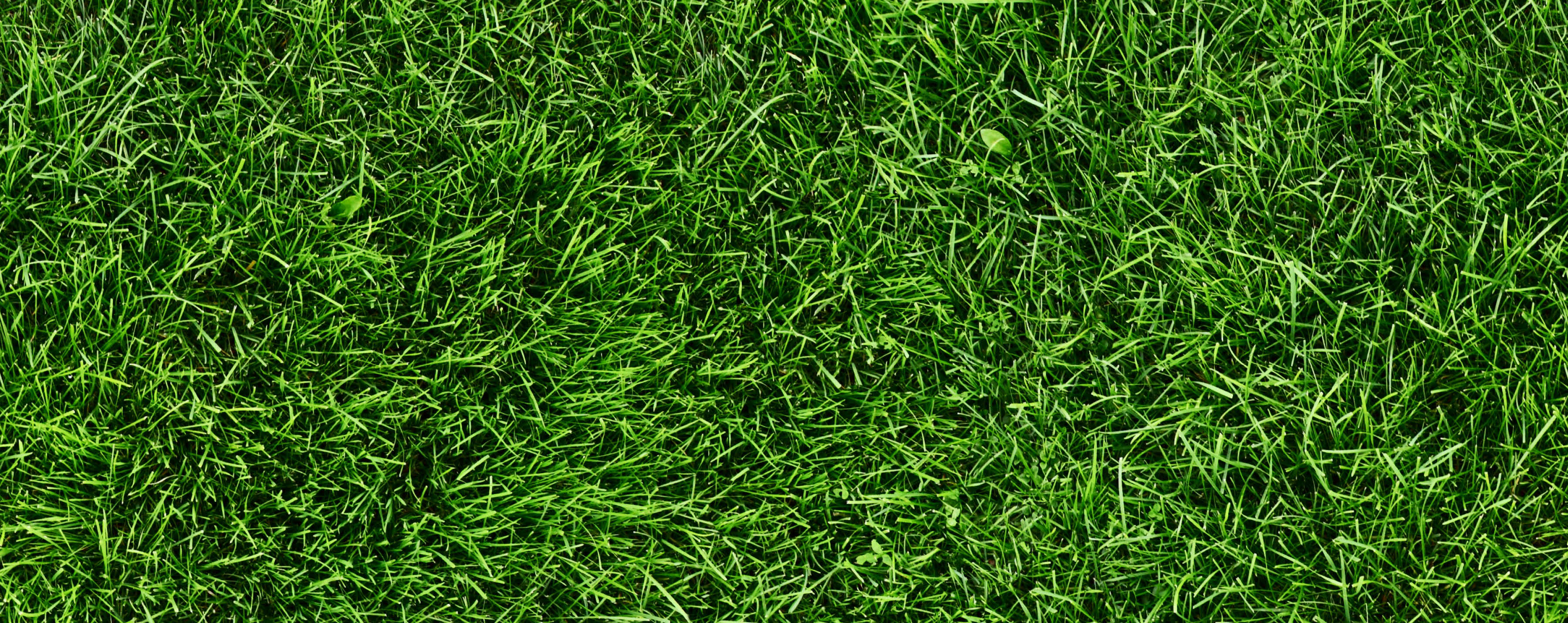 Green grass seamless texture. Seamless in only horizontal dimension.