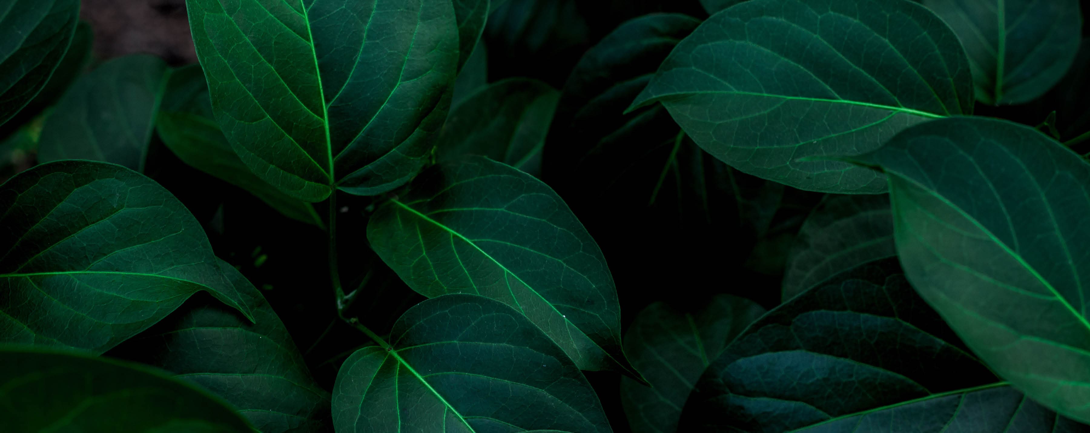 tropical leaves, abstract green leaves texture, nature background