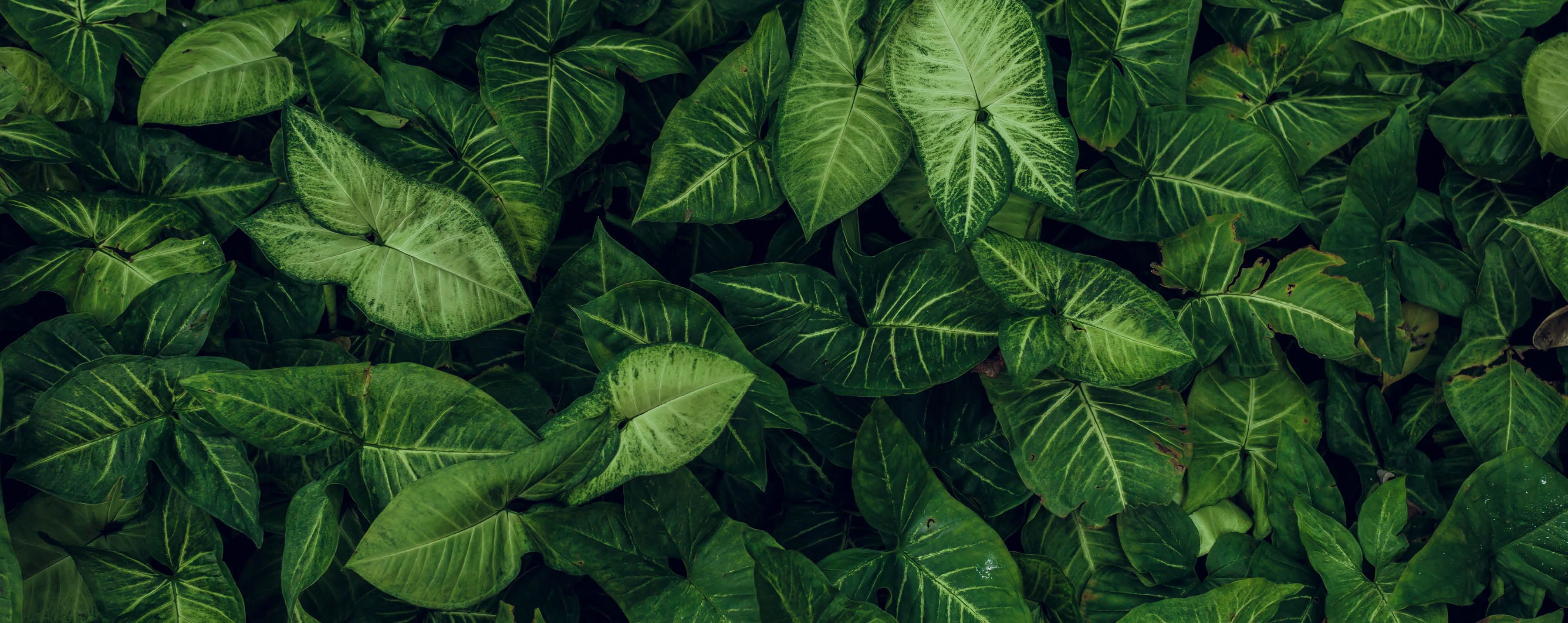 Green leaf texture. Leaf texture background