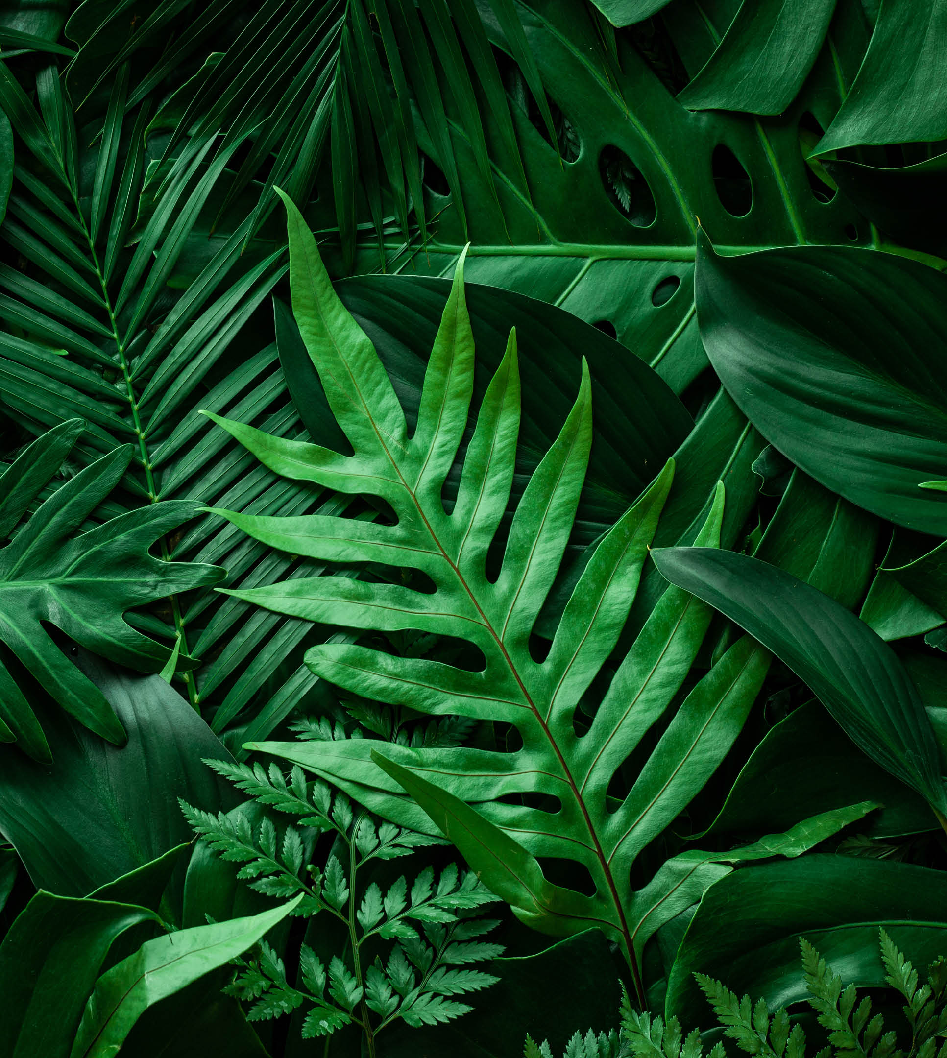 closeup nature view of green leaf and palms background. Flat lay, dark nature concept, tropical leaf